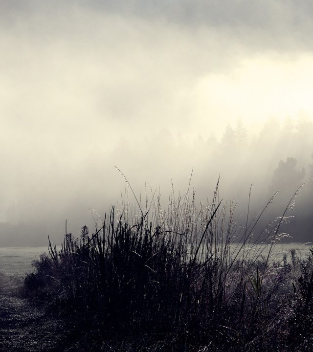 morning-mist-3713937_1920 morning-mist-3713937_1920
